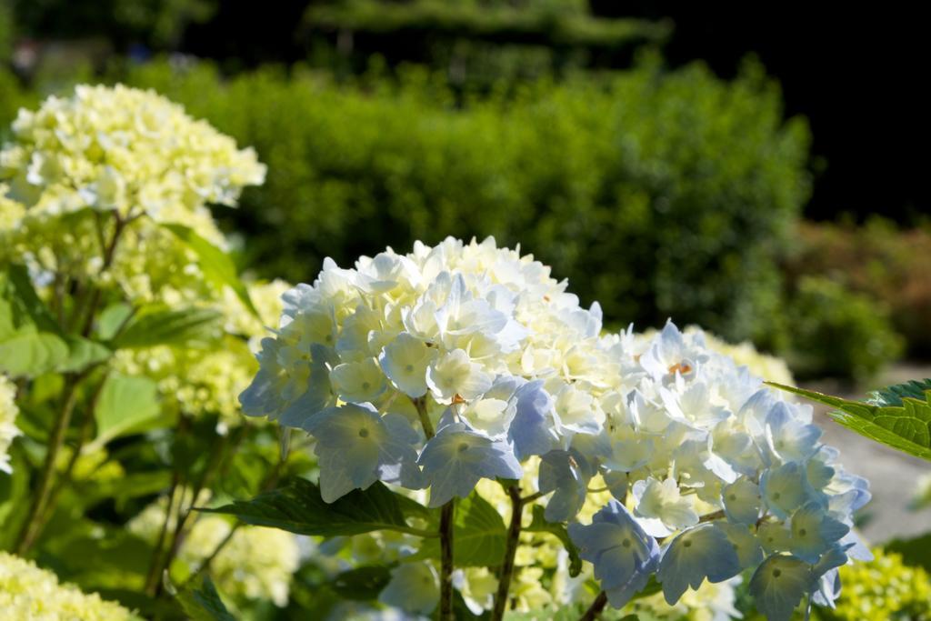 Park Hotel Villa Belvedere Cannobio Exterior photo